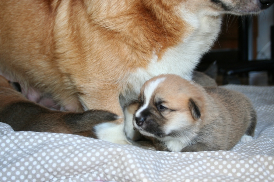 Puppies